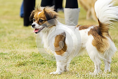 Smiling Papillon dog Stock Photo