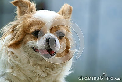 Smiling Papillon dog Stock Photo