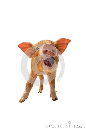 Smiling piglet isolated Stock Photo