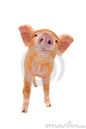 Smiling piglet isolated Stock Photo