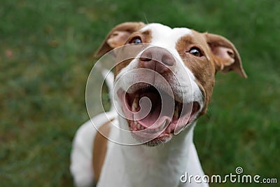 Smiling Pit Bull Puppy Happy To Be Adopted Stock Photo