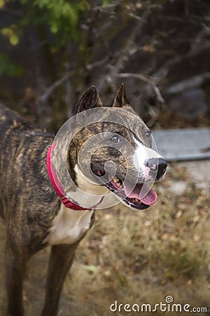 Smiling portrait of a brindle dog Stock Photo