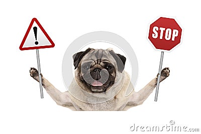 Smiling pug dog holding up red stop and exclamation mark sign Stock Photo