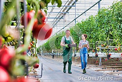 Senior farmer carrying newly harvest tomatoes while talking to young female supervisor at greenhouse Stock Photo