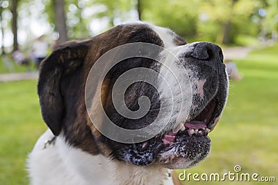 A smiling St. Bernard Stock Photo