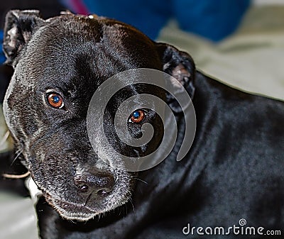 Smiling Staffordshire Bull Terrier Up Close Head View Stock Photo