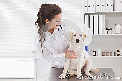 Smiling veterinarian examining a cute dog Stock Photo