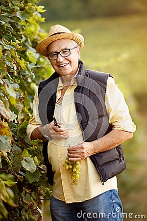 Smiling winemaker harvest the grape at his vineyard Stock Photo