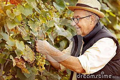 Smiling winemaker harvest the grape at his vineyard Stock Photo
