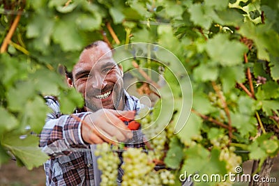 Smiling winemaker harvesting grapes Stock Photo