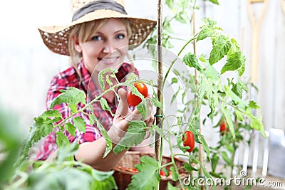 Smiling woman in vegetable garden, hand picking cherry tomato Stock Photo