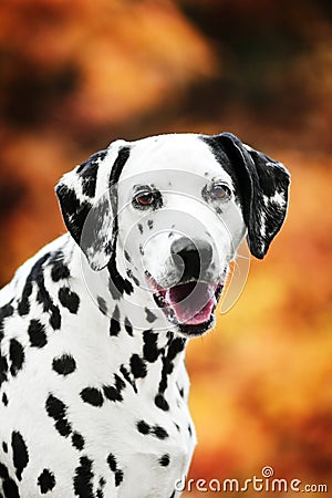Smilling Dalmatian portrait on autumn background Stock Photo