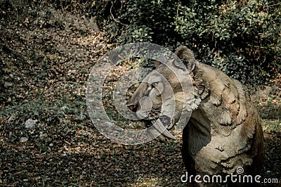 Smilodon at Parco Natura Viva Editorial Stock Photo