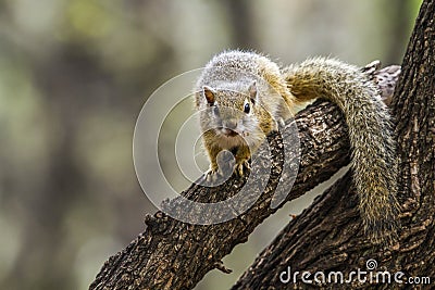 Smith bush squirrel in Kruger National park, South Africa Stock Photo