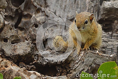 Smith's Bush Squirrel (Paraxerus cepapi) Stock Photo