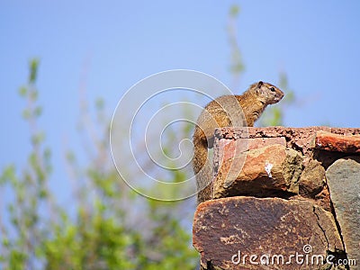 Smith`s bush squirrel Stock Photo