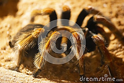 Smith`s Redknee Tarantula - Singapore Stock Photo