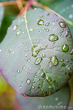 Smoke bush leaf Stock Photo