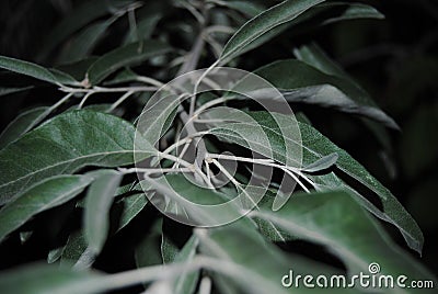 smoke green branch with leaves Stock Photo