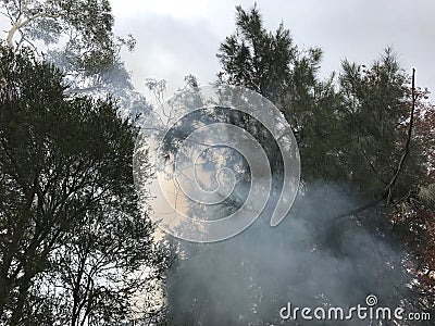 Smoke and Trees Stock Photo