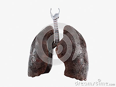 Smoker lungs isolated on white Cartoon Illustration