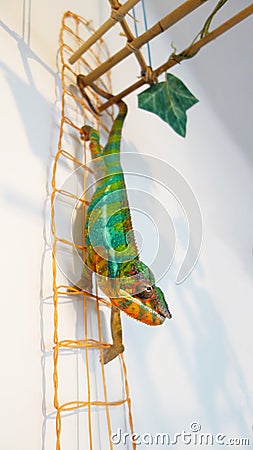 Panther Chameleon Ambilobe in full color. Stock Photo