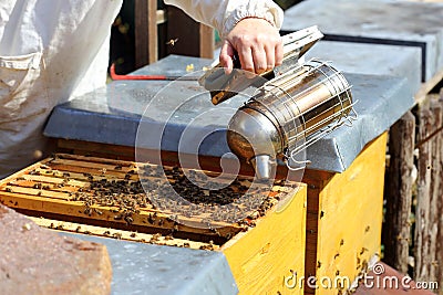 Smoking a bee hive Stock Photo