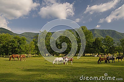 Smoky Mountains Cades Cove in Late Spring Stock Photo