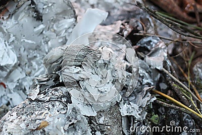 Smoldering coal outdoors. Stock Photo