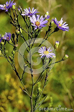 Smooth Blue Aster 602177 Stock Photo