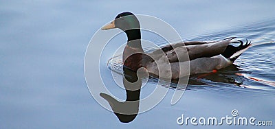 Smooth - Duck Stock Photo