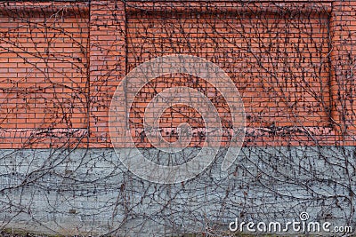 smooth flat brickwall texture background or backdrop with dry ivy plant Stock Photo