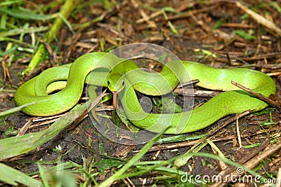 Smooth Green Snake (Opheodrys vernalis) Stock Photo