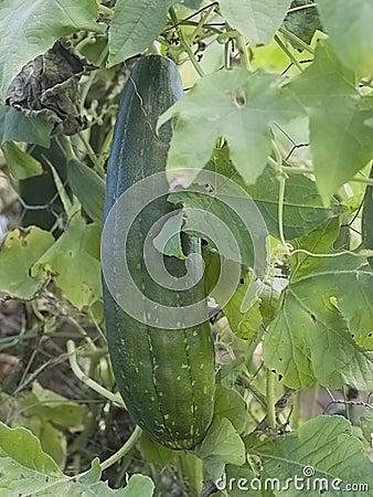 Smooth loofah Luffa cylindrical or dishcloth gourd Stock Photo