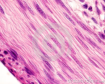 Smooth muscle cells. Nuclei Stock Photo