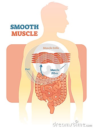 Smooth muscle vector illustration diagram, anatomical scheme with human gut. Vector Illustration