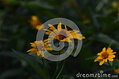 Smooth oxeye, false sunflower yellow floer in the garden Stock Photo