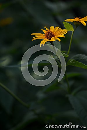 Smooth oxeye, false sunflower yellow floer in the garden Stock Photo