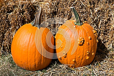 Smooth Pumpkin next to a Pumpkin with Bumps Stock Photo