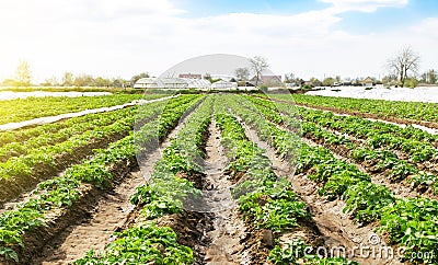 Smooth rows of young potato bushes on farm field. Fresh green greens. Growing organic vegetables products. Cultivation and care of Stock Photo