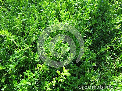 Smooth rupturewort, a groundcover in the garden Stock Photo