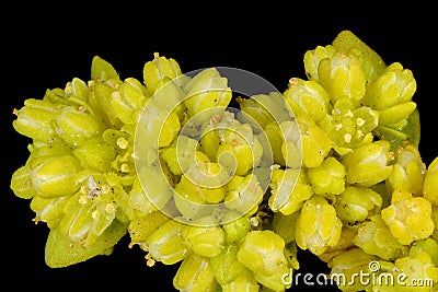 Smooth Rupturewort Herniaria glabra. Inflorescence Detail Closeup Cartoon Illustration