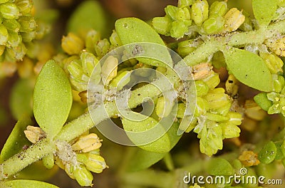 Smooth Rupturewort (Herniaria glabra). Shoot Closeup Cartoon Illustration