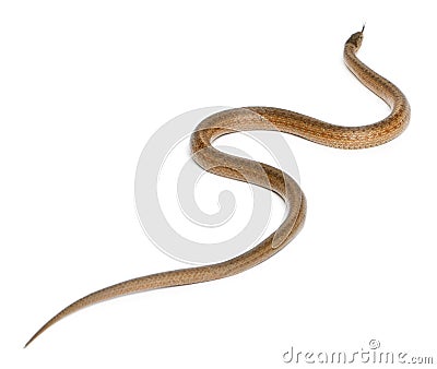 Smooth snake, Coronella austriaca Stock Photo