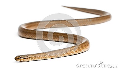 Smooth snake, Coronella austriaca Stock Photo