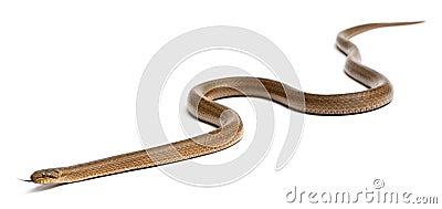 Smooth snake, Coronella austriaca Stock Photo