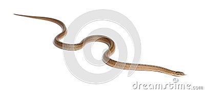 Smooth snake, Coronella austriaca Stock Photo