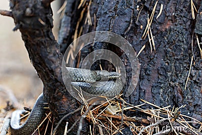 Smooth Snake - Coronella Austriaca species of non-venomous snake in the family Colubridae. Stock Photo