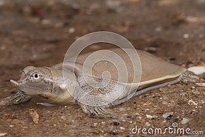 Smooth softshell turtle Stock Photo