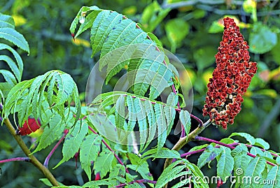 Smooth Sumac 24659 Stock Photo